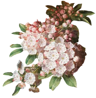 复古油画质感宫廷花卉植物花朵鲜花拼贴图案PNG免抠图片设计素材