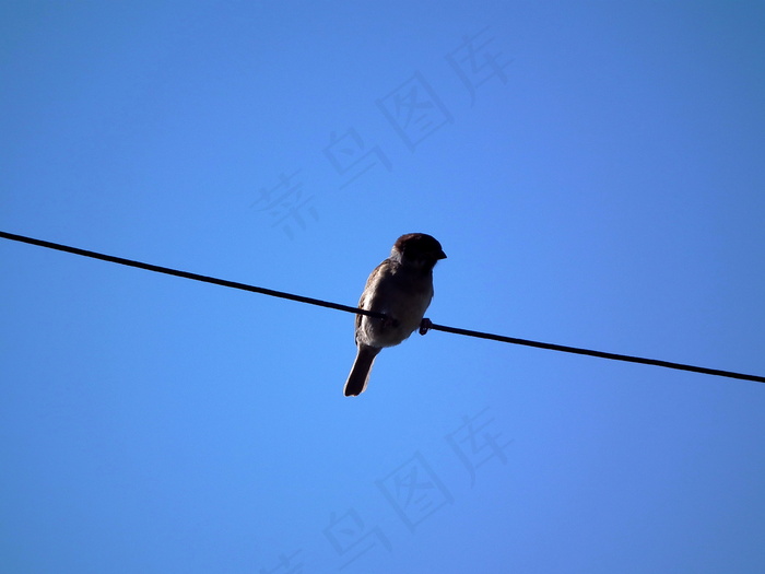 电线上的小鸟图片