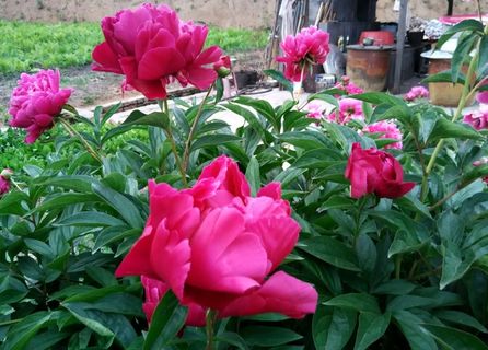 绿叶丛中的牡丹花