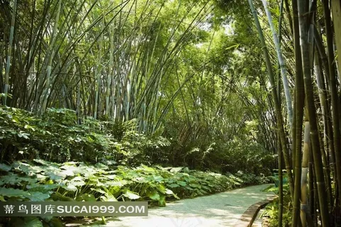 苏州古典名园留园竹林美景