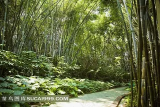 苏州古典名园留园竹林美景