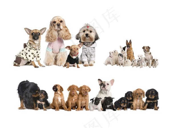 可爱的小狗高清图