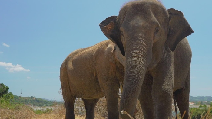 大象吃东西的细节