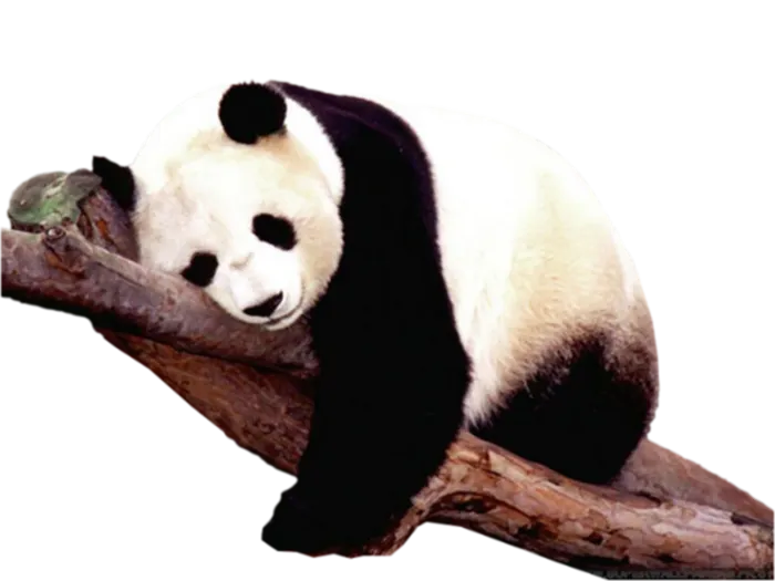 大熊猫卡通