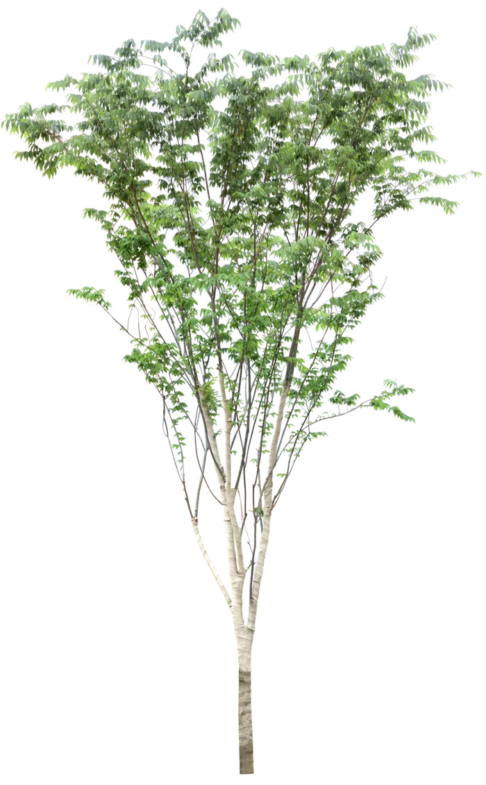 高清树木素材 免抠PSD植物素材 美术绘画园林贴图 树草灌木花草
