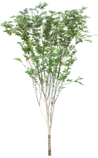 高清树木素材 免抠PSD植物素材 美术绘画园林贴图 树草灌木花草