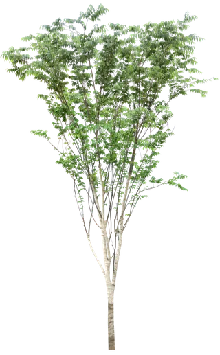 高清树木素材 免抠PSD植物素材 美术绘画园林贴图 树草灌木花草