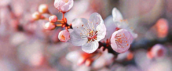 白色浪漫春季樱花花朵枝叶，立春惊蛰春分摄影图(1712x704)