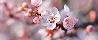 白色浪漫春季樱花花朵枝叶，立春惊蛰春分摄影图