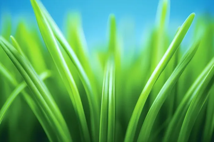 小草嫩叶嫩芽绿色海报素材背景(5376x3584)