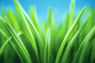 小草嫩叶嫩芽绿色海报素材背景