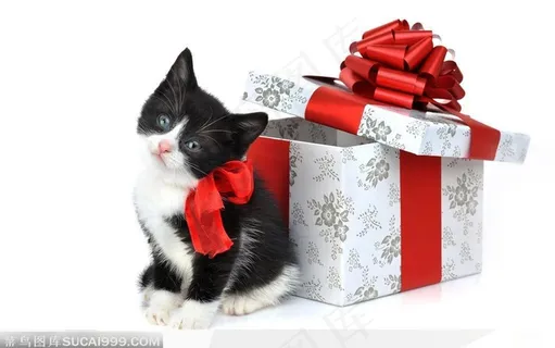 站在圣诞礼盒礼物旁的小猫咪 站在圣诞礼盒礼物旁的小猫咪