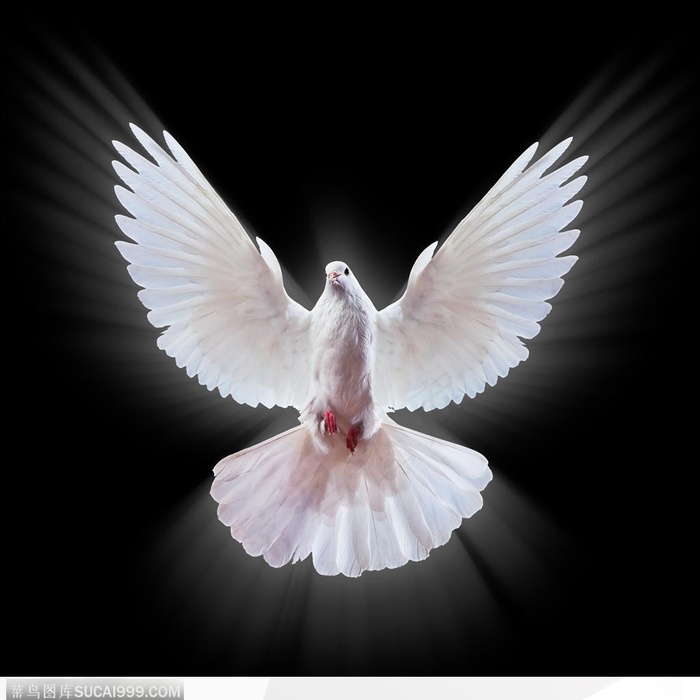 高清飞翔的和平鸽 白色鸽子正面
