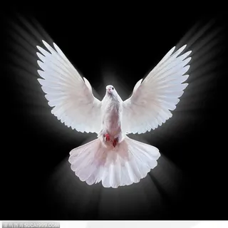 高清飞翔的和平鸽 白色鸽子正面