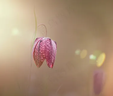 逆光非主流花朵图片