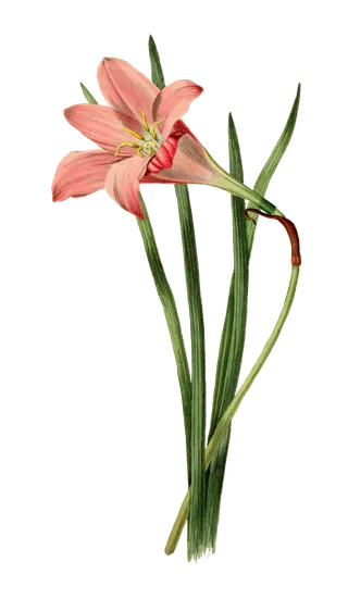 复古手绘植物花卉插画 免抠