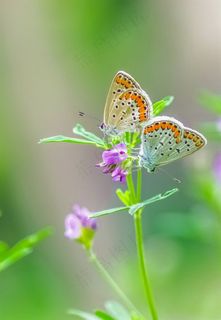 苜蓿花上的一对棕灰蝶