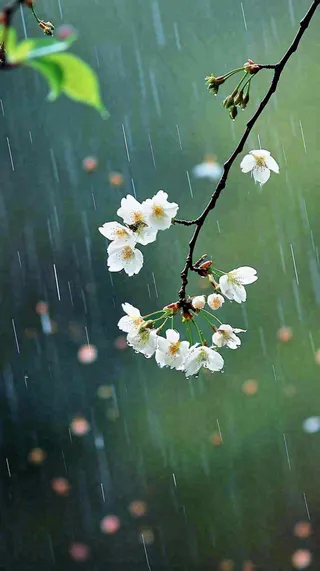春天白色花朵枝叶在雨中，新鲜绿叶鲜花，雨水谷雨摄影图