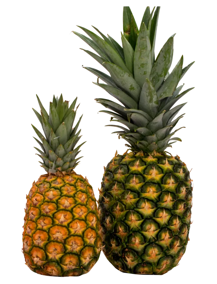 大菠萝小菠萝