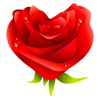 玫瑰花朵情人节