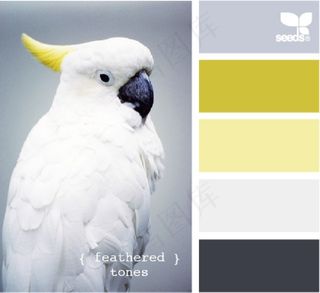 家禽鸟类配色色卡色彩搭配