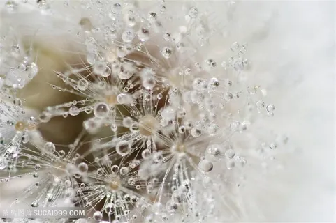 美丽的蒲公英特写高清图片 美丽的蒲公英特写高清图片