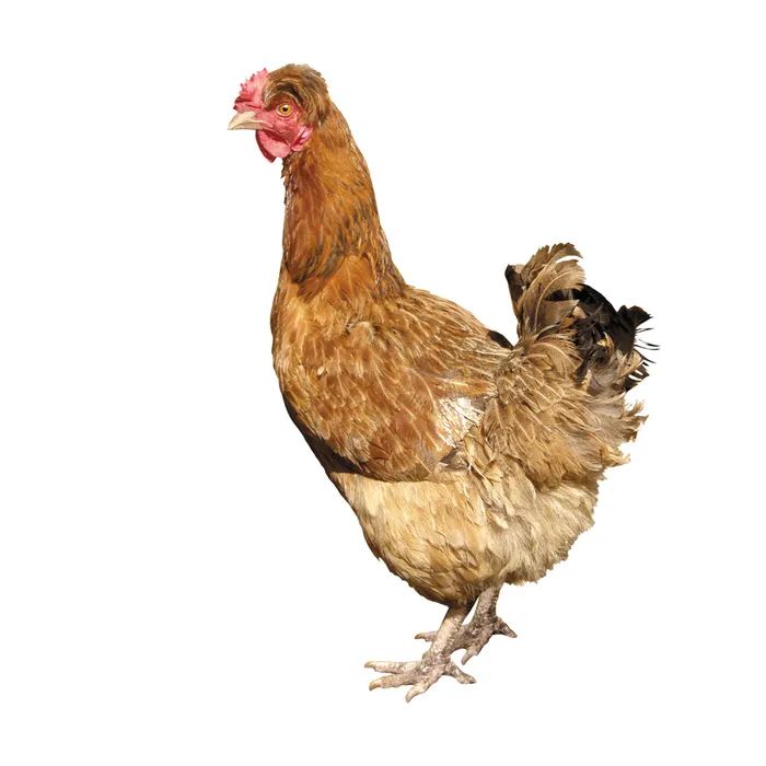 免抠母鸡实物摄影图片psd模版下载