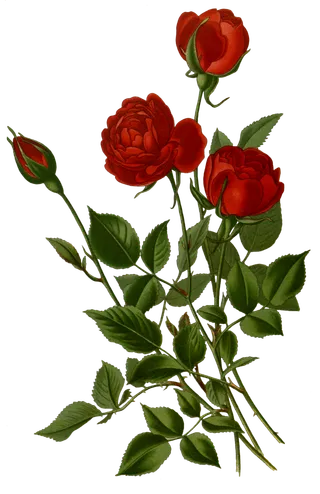 复古手绘植物花卉插画 免抠