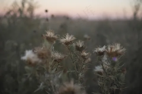 秋季花朵枯萎图片