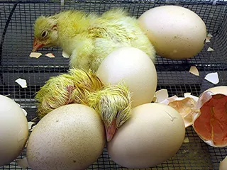 鸡蛋鸭蛋菜市场农村牧场鸡