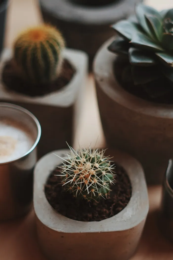 绿色仙人掌仙人球摄影素材