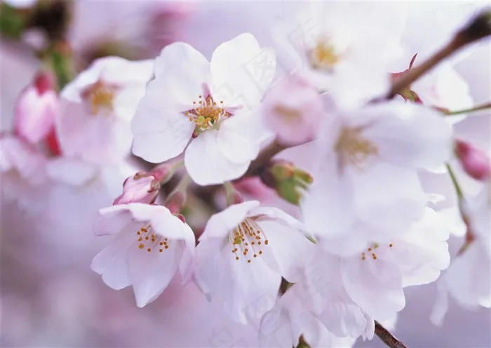 白色的海棠花素材