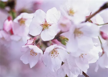 白色的海棠花素材 白色的海棠花素材