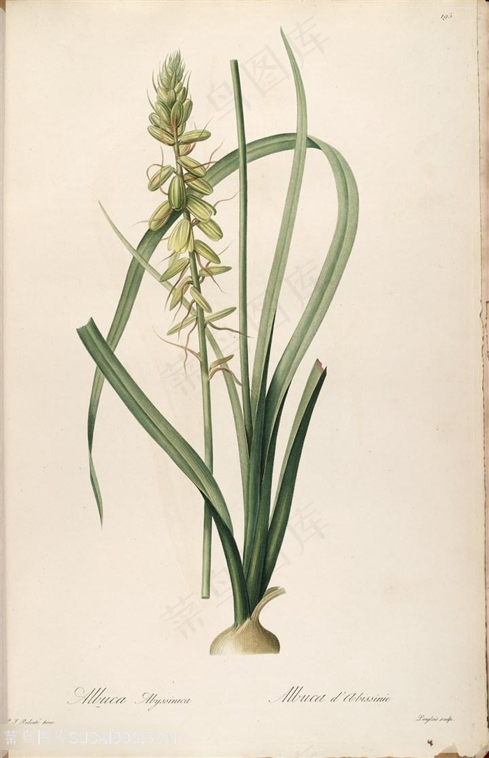 原版雷杜德高清花草图谱复古装饰画