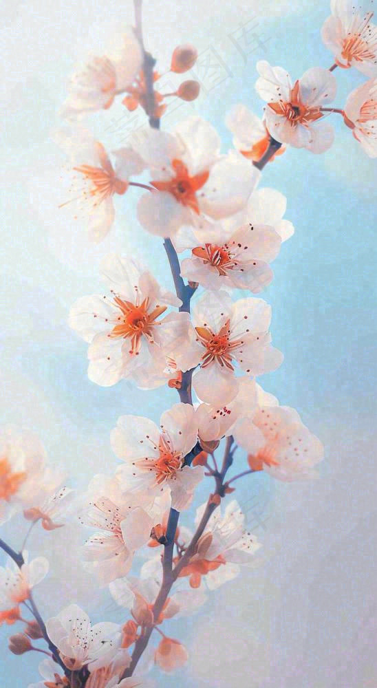 粉色樱花花朵立春惊蛰春分(816x1488)