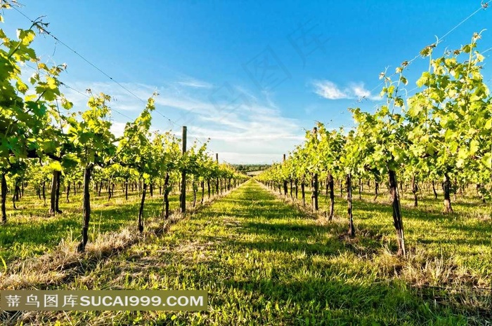 满是葡萄架的葡萄园田园风光