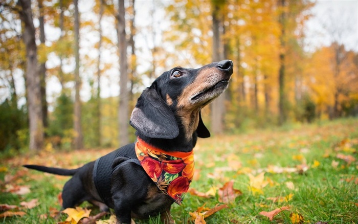 可爱的腊肠犬狗狗