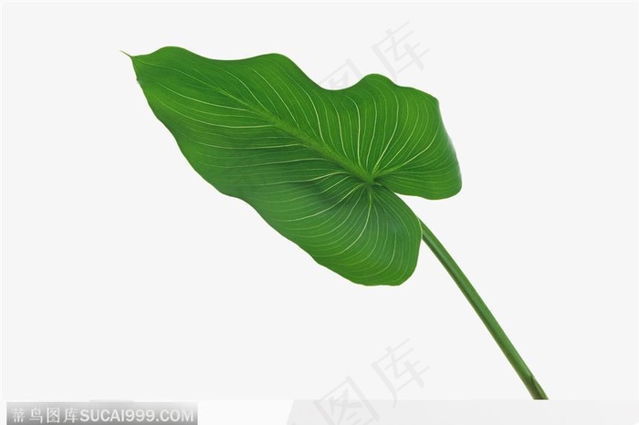 叶片标本（绿叶）