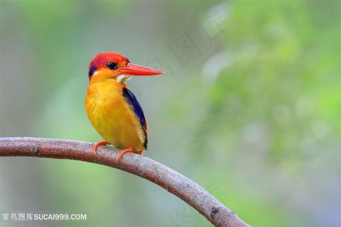 可爱的翠鸟类图片