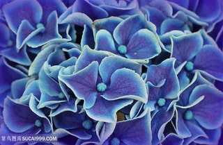 高清唯美绣球花花瓣特写图片