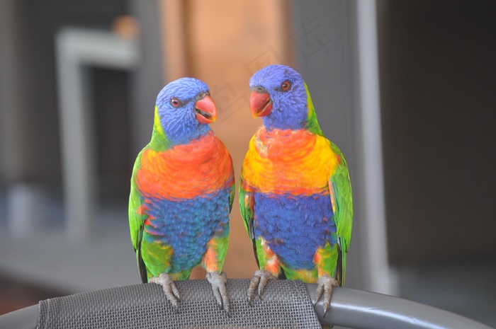 漂亮情侣鹦鹉图片
