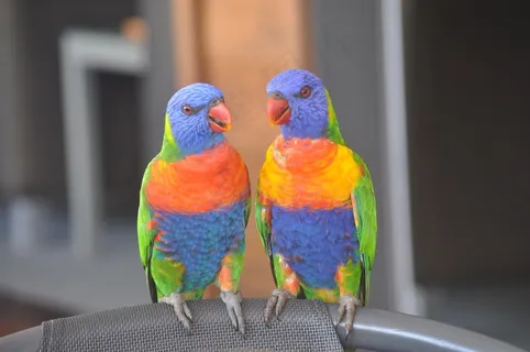 漂亮情侣鹦鹉图片 漂亮情侣鹦鹉图片