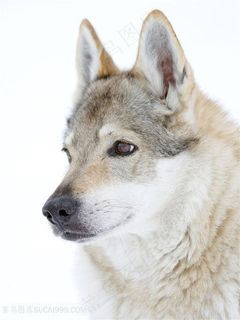 高清眼神落寞的雪狼图片