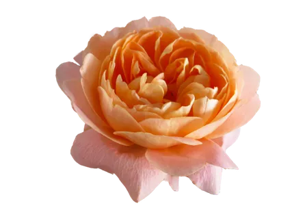 免扣月季花 免扣月季花