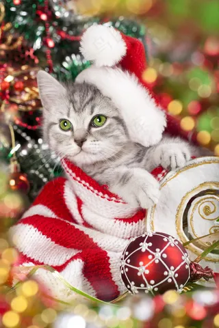 圣诞猫咪图片