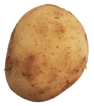 圆形黄色洋芋黄心新土豆带沙免抠元素实物摄影素材