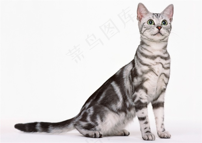 一只骄傲的猫咪图片