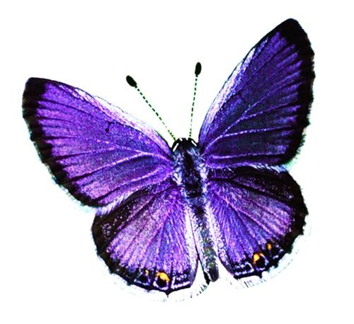 蝴蝶 PNG免抠(500x458)