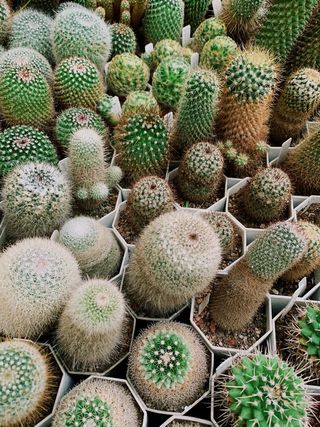 绿色仙人掌仙人球摄影素材