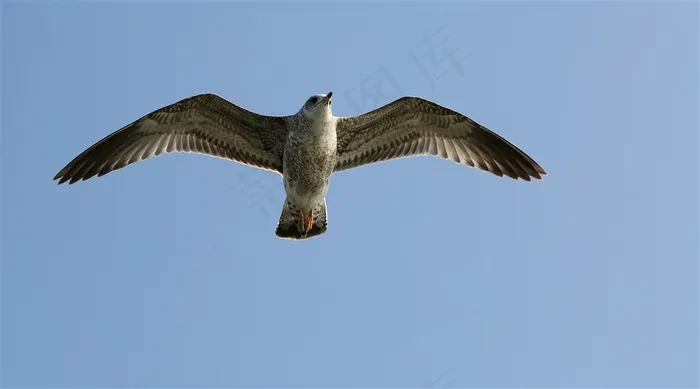 天空翱翔的海鸥摄影